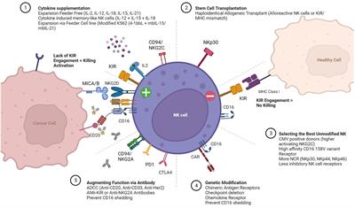 Optimizing the cryopreservation and post-thaw recovery of natural killer cells is critical for the success of off-the-shelf platforms